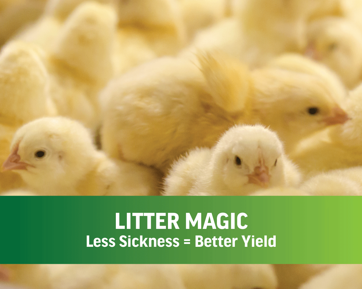 WEB-BANNER.-litter-small-chicks