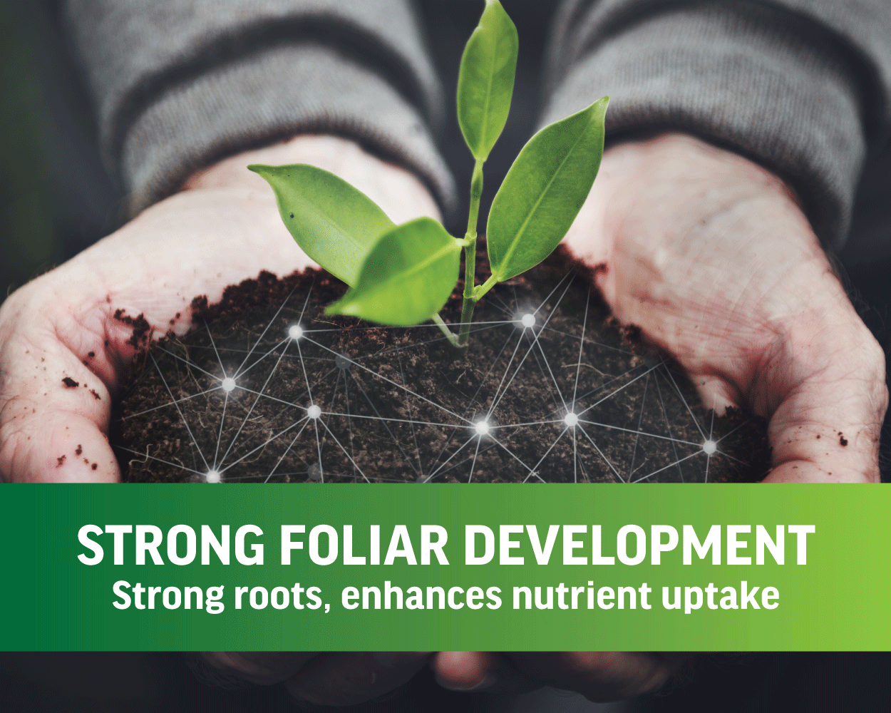 WEB-BANNER.strong-foliar-dev